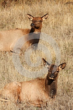 Young deer in Yellowstone National Park