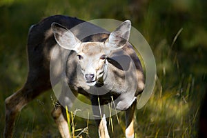 Young Deer in the Yukon Territories, Canada