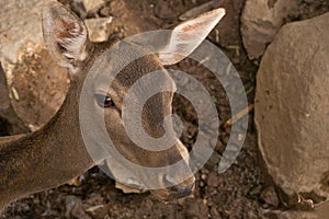 Young deer in the zoo