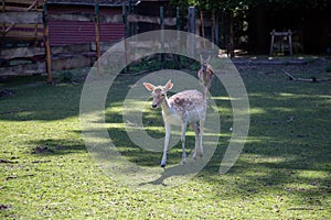 A young deer in the zoo