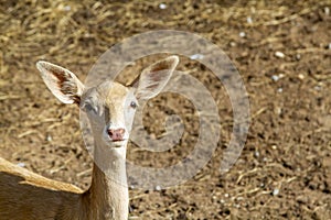 Young deer in the zoo