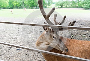 young deer in zoo animal park outdoor