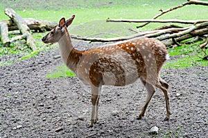young deer in zoo animal park outdoor. full length