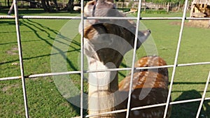 Young deer in a zoo asks to be fed