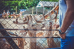 Young deer in the zoo and man