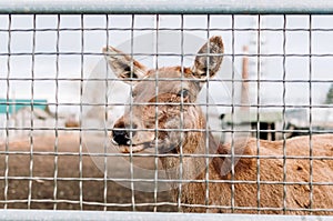 A young deer in the zoo's aviary. Wildlife in limited conditions.