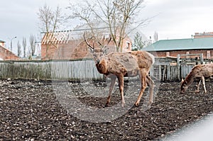 A young deer in the zoo's aviary. Wildlife in limited conditions.