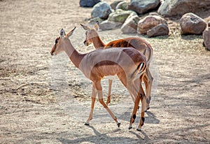 Young deers