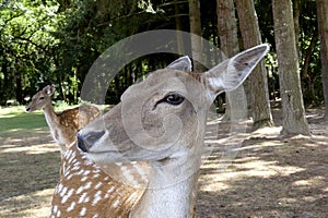 Young deers in a field