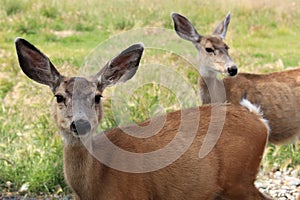 Young deers in a field