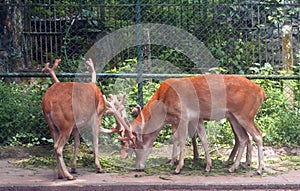 Young Deers grazing in Deer Park, India
