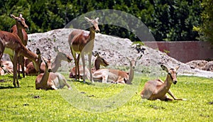 Young deers resting near some rocks