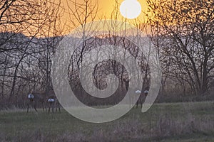 Young deers in a sunrise and misty spring forest