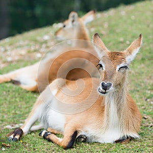Young defassa waterbuck deer photo