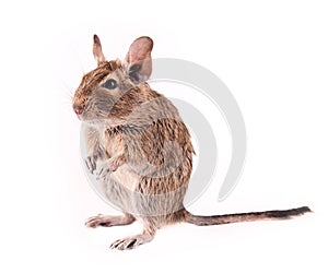 Young degu isolated