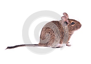 Young degu isolated