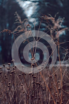 Young, delicate plant with brown leaves stands amidst a vast field