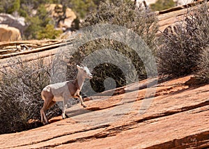 A young desert big horned sheep climbs a slickrock slope in Zion national park Utah