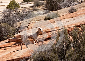 A young desert big horned sheep makes it`s way up a slope or red slickrock in Zion national park Utah