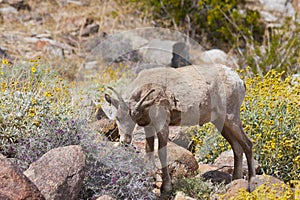 Young Desert Bighorn Sheep in Anza Borrego Desert. photo