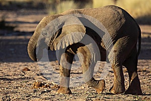 Young desert elephant of Namibia