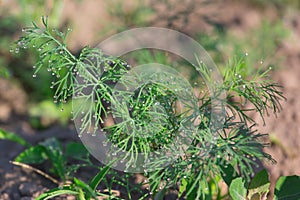 Young dill in the beds in the garden