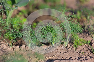 Young dill in the beds in the garden