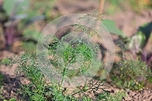 Young dill in the beds in the garden