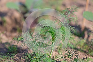 Young dill in the beds in the garden