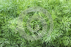 Young dill plants on the kitchen garden. Photo of dill harvest for eco cookery business. Selective soft focus. Antioxidant kitchen