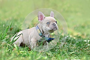 Young diluted lilac cream colored French Bulldog dog puppy with light blue eyes wearing a bow tie photo