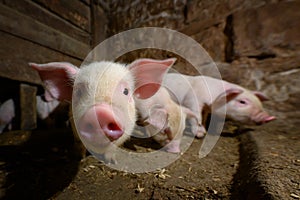 Young dirt piglet are feeding on farms pig. Pigs portrait