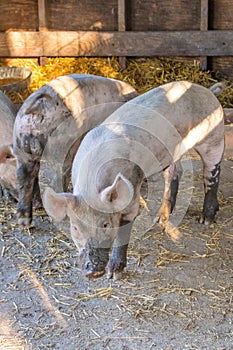 Young dirty pink domestic pig with muddy snout, big ears and dirty hoofs, vertical format