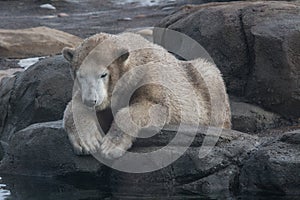 Young Dirty Polar Bear on a Rock