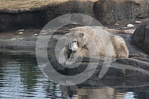 Young Dirty Polar Bear on a Rock