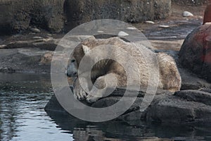 Young Dirty Polar Bear on a Rock