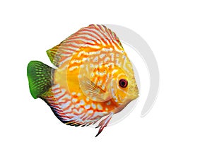 Young discus