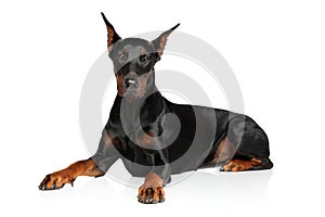 Young Doberman graceful lying on a white background