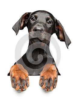 Young Doberman Pinscher, above banner