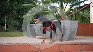 Young doberman puppy looking for his friends in dog park.