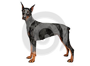 Young Doberman on white background