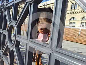 Young dobermann looking down