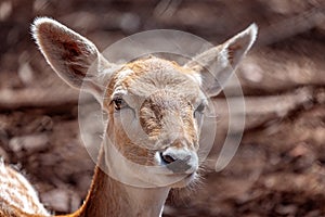 A Young Doe Deer in Close-up