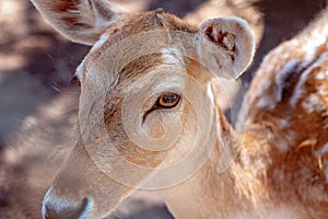 A Young Doe Deer In Close-up
