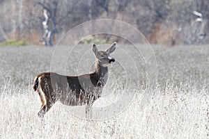 Young doe standing in a drought parched field