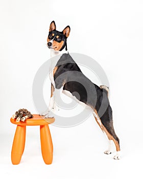 Young dog of african basenji breed of tricolor color black and orange standing on chair while training obedience