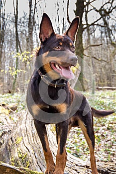 A young dog of the Australian kelpie breed plays in the forest