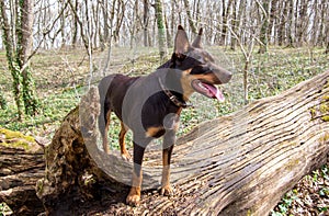 A young dog of the Australian kelpie breed plays in the forest