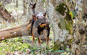 A young dog of the Australian kelpie breed plays in the forest