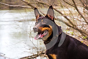 A young dog of the Australian kelpie breed plays in the forest